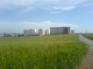 Tamlouka  2009, Guelma