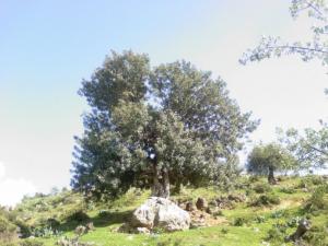 Montagne  de Oued Cheham