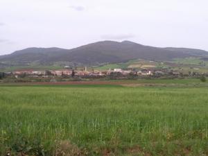 Champ Agricole près de Guelma