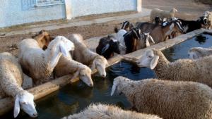 Ain Boukraima (Guelma)