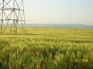 Champ de Blé au Printemps