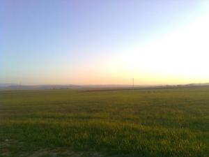 Champ de Blé au Printemps
