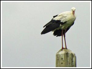 Cigogne à Constantine