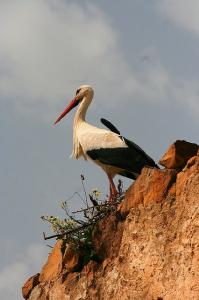 Cigogne à Constantine