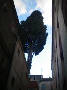 le Plus Vieil Arbre de Constantine Zaouia Sidi Bouanaba  (Souika), Constantine, Algérie