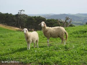 Elevage de Moutons à Mostaganem
