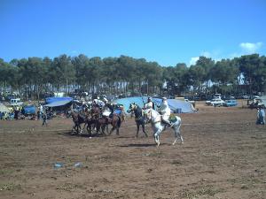 Fantasia  Mostaganem 28-05-2008