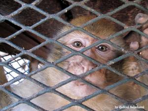 Singe Magot dans le Zoo de Mostaganem