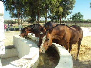 Club Equestre de Mostaganem