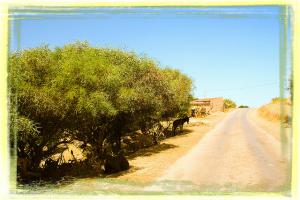 Alentours de Mostaganem