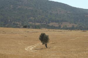 Champ Moissonné à Mostaganem