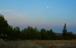 Forêt de Tarmount (Msila)