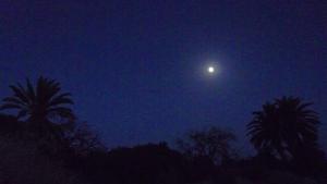 Palmiers de Tarmount