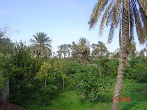 Jardin Public de Msila