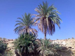 Palmeraie dans la région de Msila