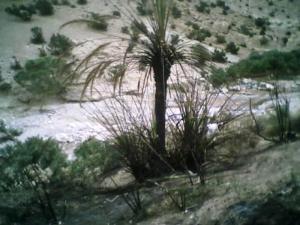 Dans les environs de Msila