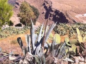 Les Figues de Barbarie  à  Dehahna (Msila)