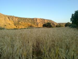 Champ de Blé à Msila