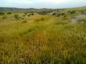 Champ de Blé à Msila