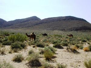 El-Fend M'Cif (Dromadaires entrain de Paître)