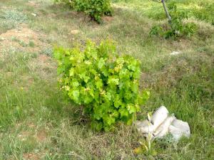 Champ de Vignobles à Msila