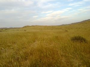 Champ de Blé à l'approche des moissons (Msila)