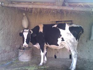 Vache dans une Ferme de Msila