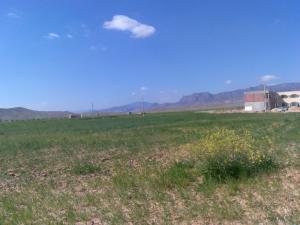 Verdure du Printemps à Msila