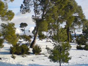 Forêt de Msila sous la Neige
