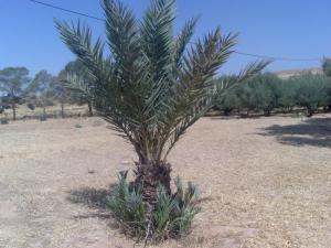 Champ d'Oliviers à Msila