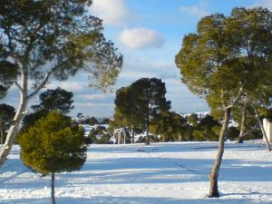 Forêt de Msila sous la Neige