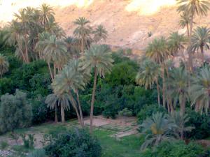 Palmeraie à Msila