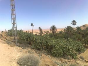 Palmeraie à Msila