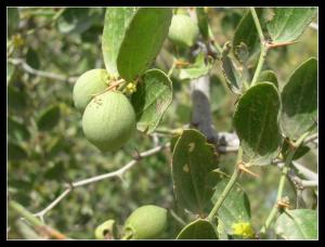 Ziziphus Lotus (Un Fruit de Mascara)