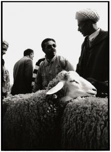 Marché de Bestiaux à l'Approche de l'Aid el Kebir (Mascara)