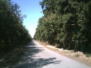 Chemin du Petit Barrage (Mascara)