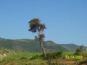 Paysage de Mostaganem
