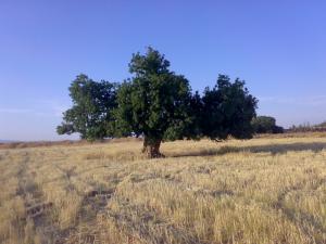 Champ de Blé à Msila