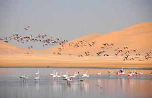 Flamand Rose en Migration à Ouargla