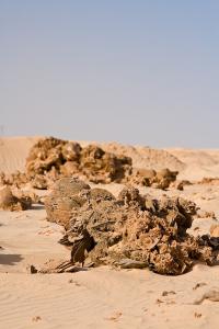 Roses Du Désert à Wergla