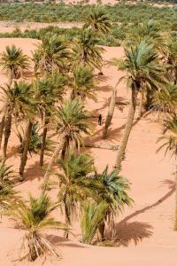 Palmeraie à Ouargla