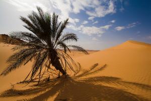 Le Désert de Ouargla