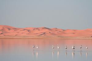 Flamand Rose à Ouargla