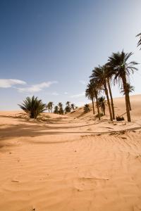 Petite Oasis à Ourgla