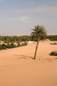 Oasis à Wargla
