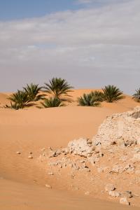 Oasis Isolée dans le Désert de Ouergla