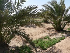 Palmeraie à Ouargla