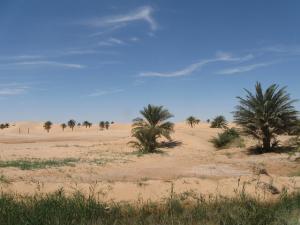 Entre Ouargla et Touggourt