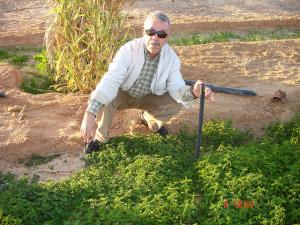 Palmeraie à Ouergla