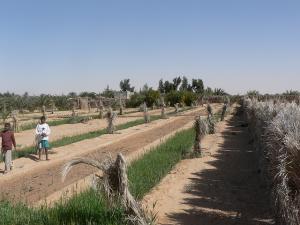 JARDIN de Palmiers Dattiers à Ouargla